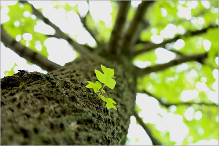 その他の害虫駆除